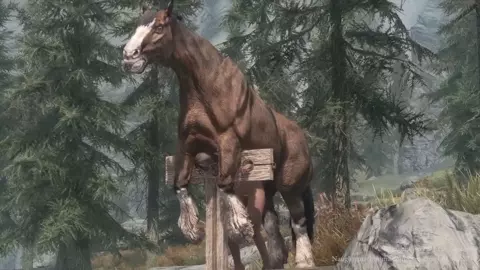 Horse video 85