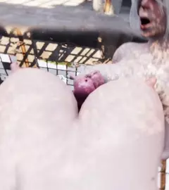 Nier Girls (Kaine POV) [milkygirls]