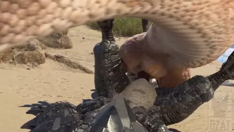 FURRY BIRD & DRAGON P2! (DZÄT)
