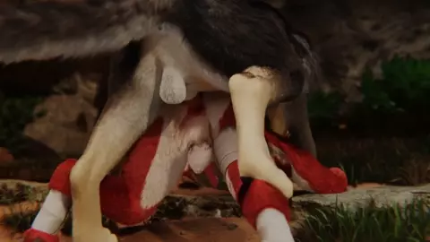 Wolf and fox
