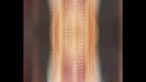 Murahachiro HMV (RElocationFX) insect sex