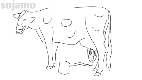 Son's Cow