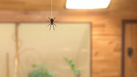 Spider-Cass: Across the Milf-Verse