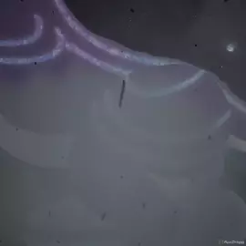 Dragon Cock Vores A Train