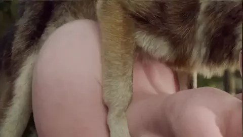 Doggie Doggie [HMV]
